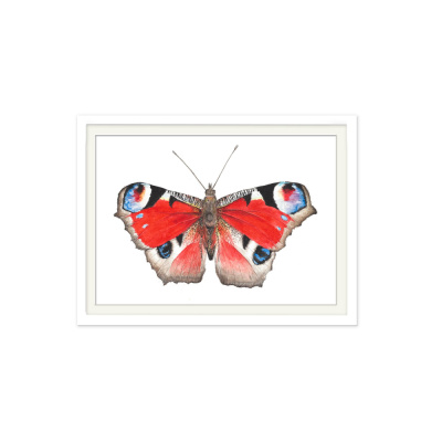 full_schmetterling_rot01