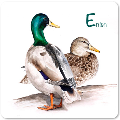 magnet_enten_s