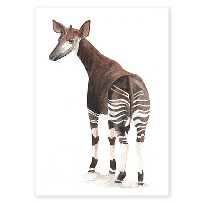 poster_okapi