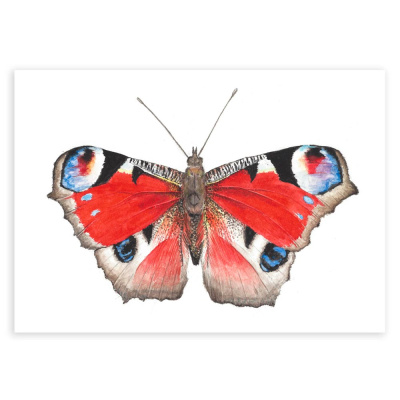 poster_schmetterling_rot