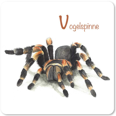 vogelspinne