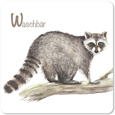 waschbaer